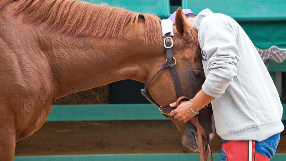 Power Of Horses, Healing Power Of Horses