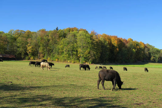 Buffalo Hunter Leather