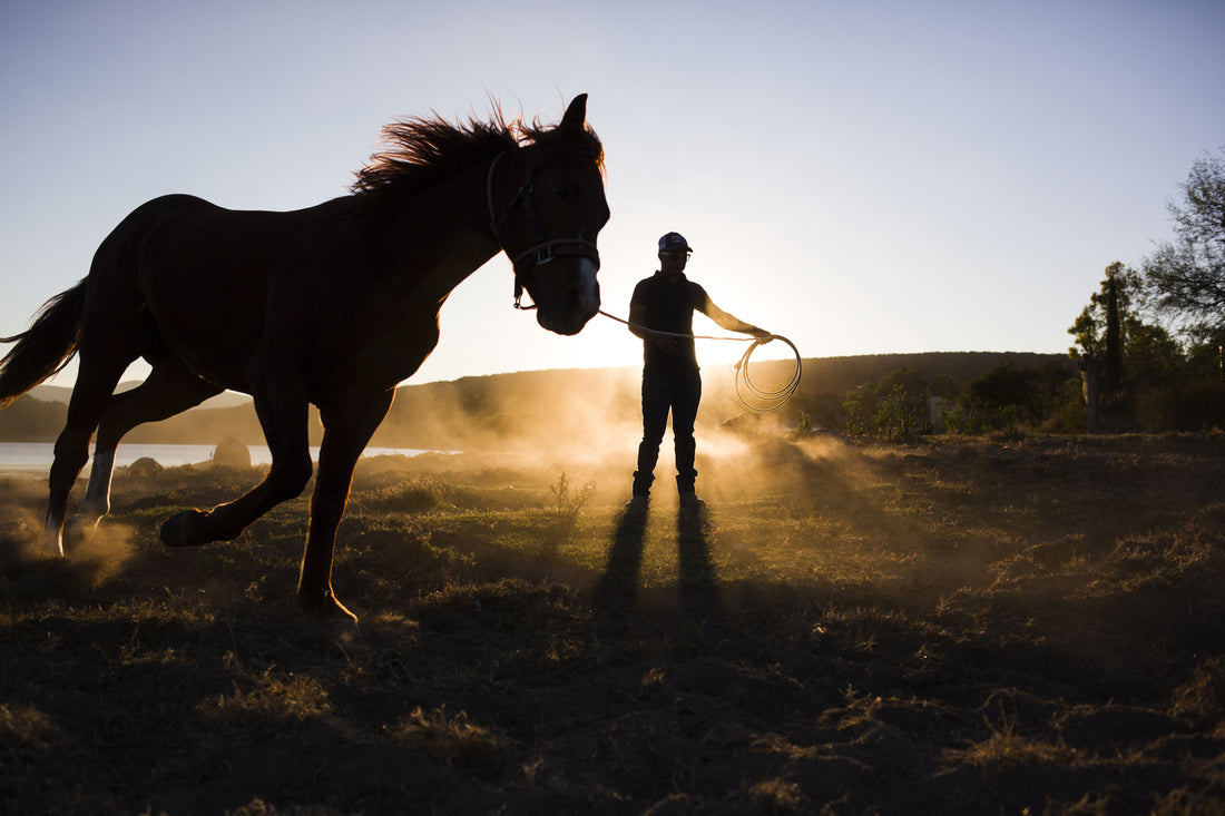 horse training