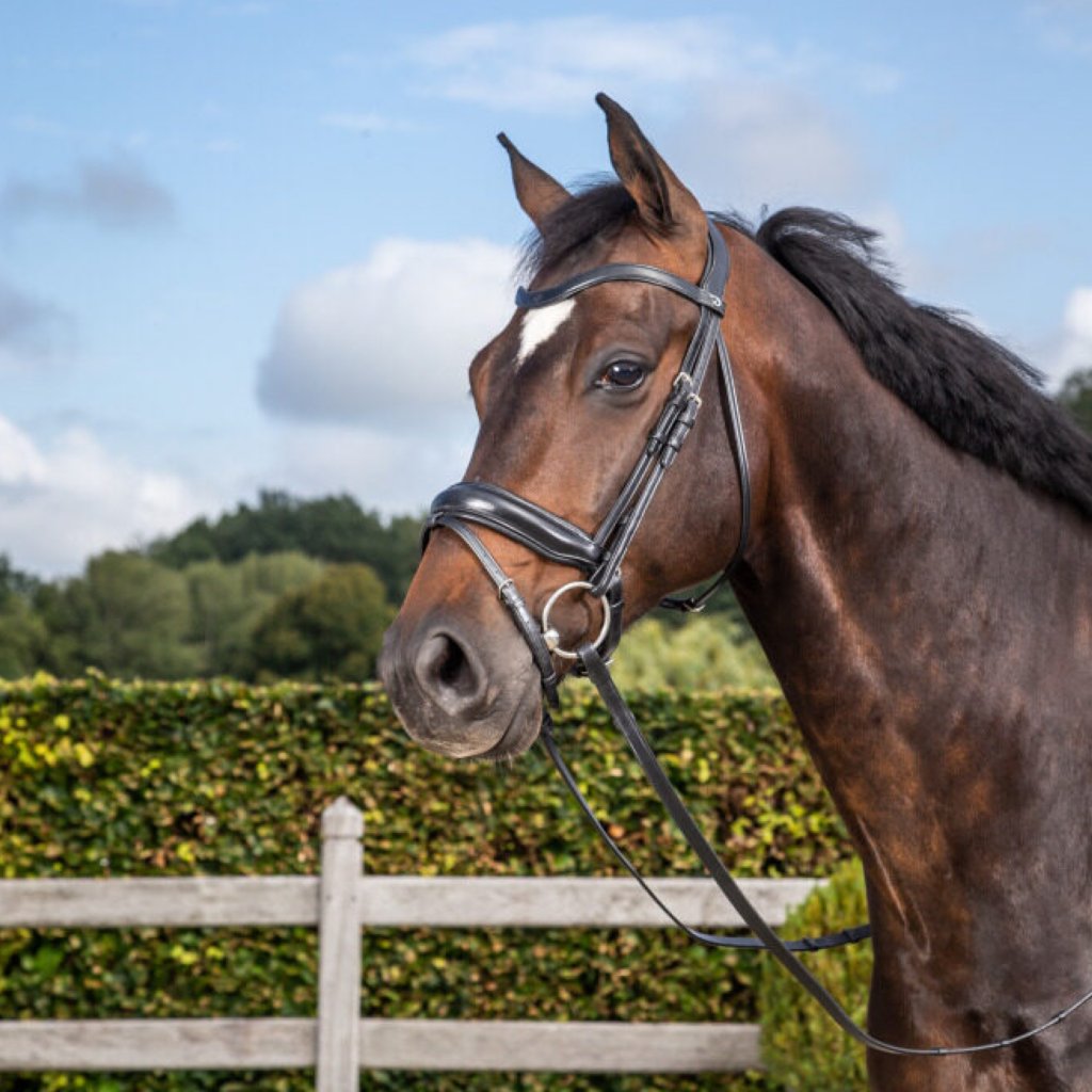 Horse Bridle, Leather bridle, bridle for horse, Horse Breastplate, Horse reins